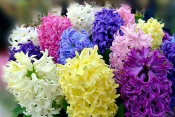 世界上十大最美丽花朵
