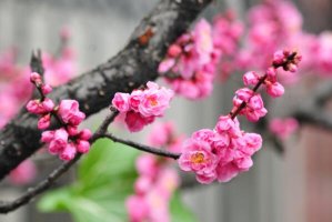 <b><font color='#333333'>冬季最常开的十种花，大丽花上榜，第一是中国十大名花之首</font></b>
